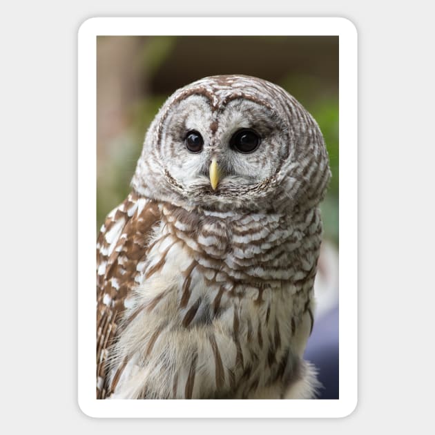 Barred Owl Portrait Sticker by dalekincaid